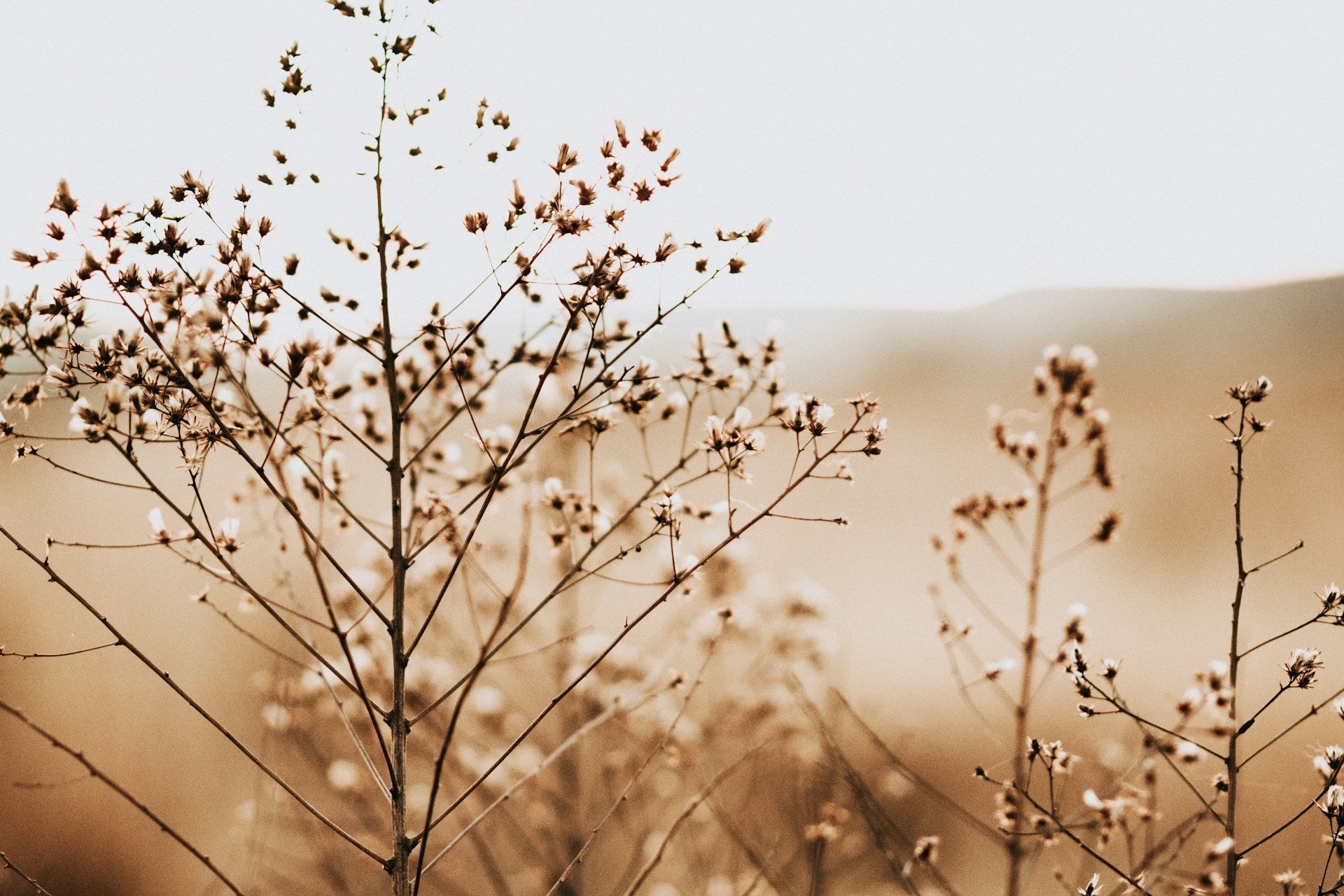 A photo of some plants in a field with the sun in the background.