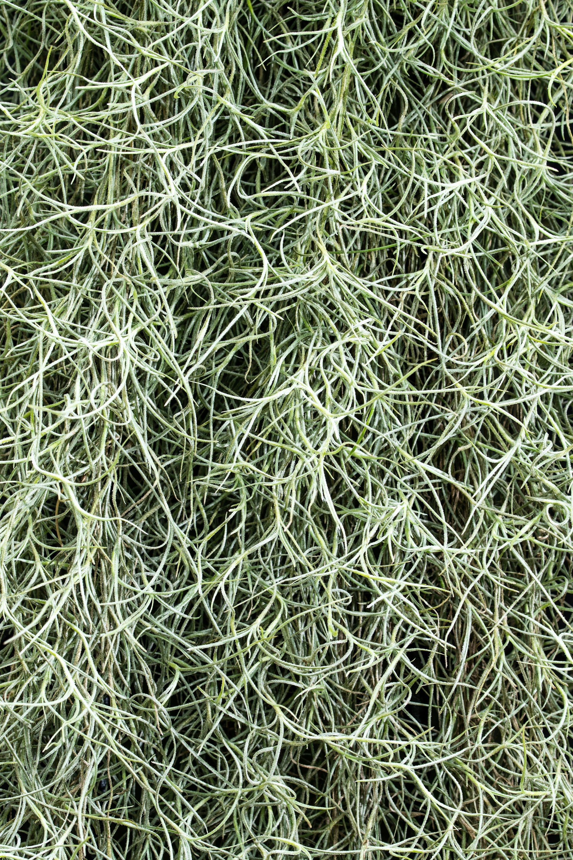 Grass with different tones of green.