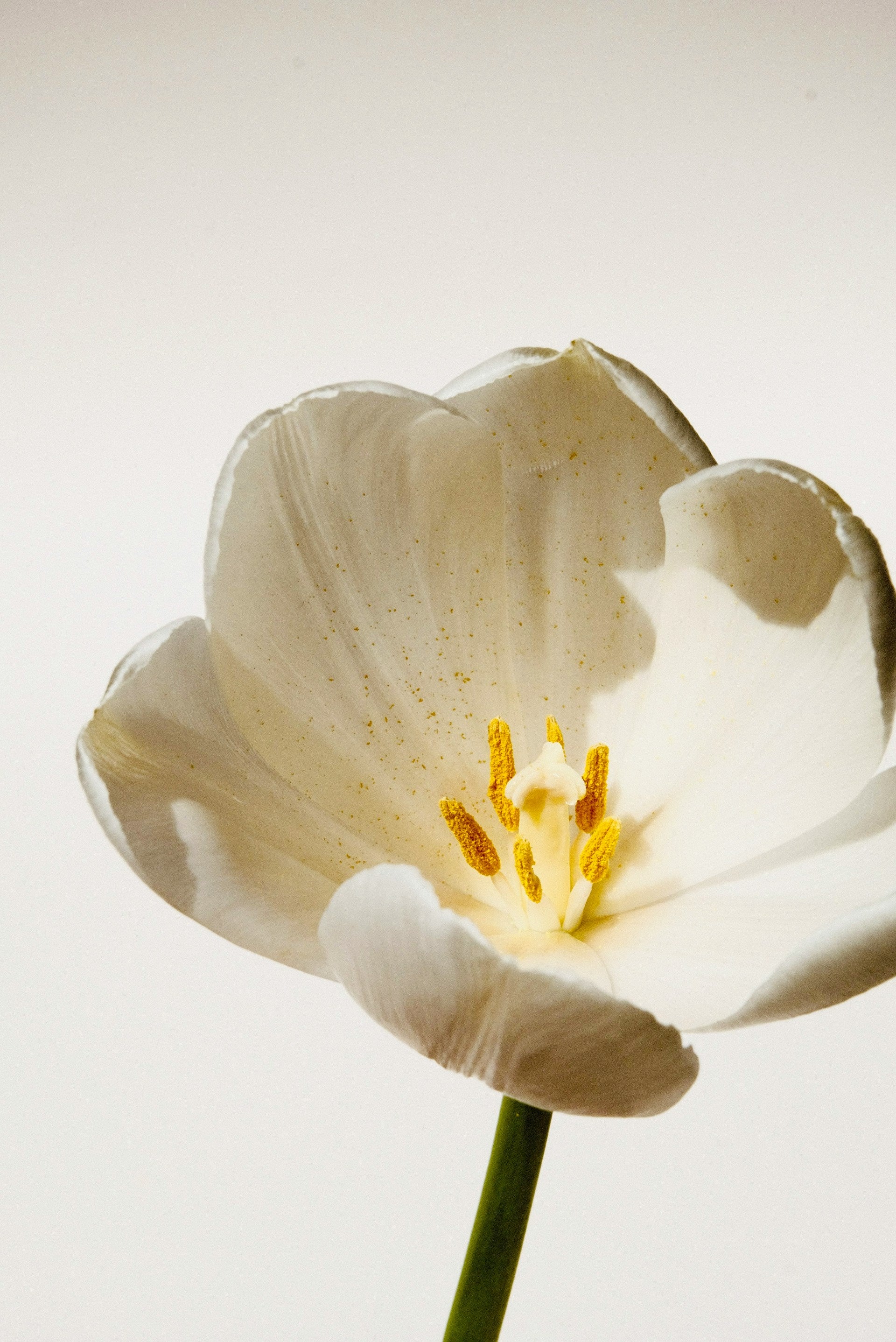 An open white flower.