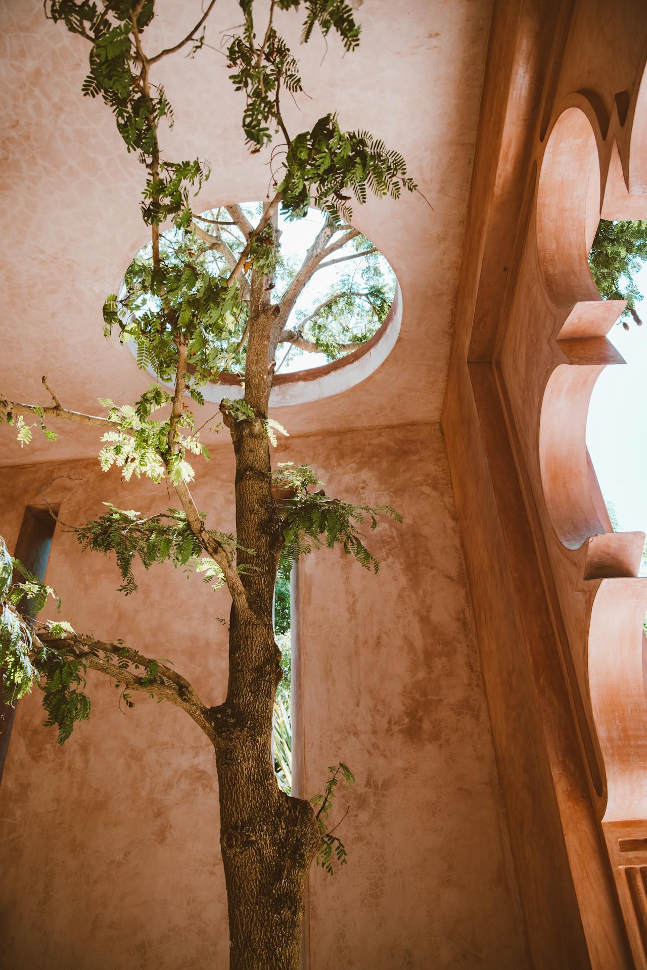 A tree inside a terracotta building.