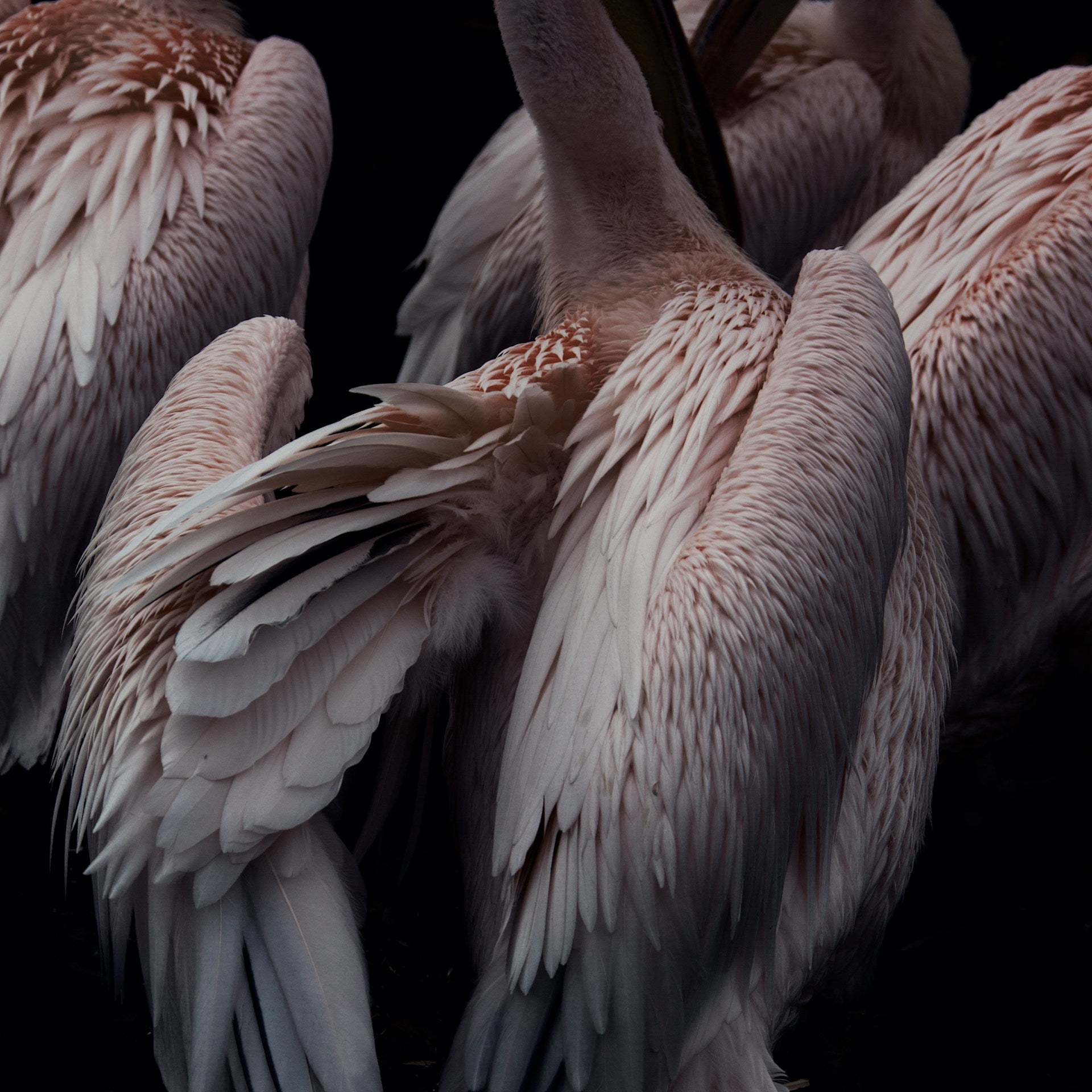 The backs of four flamingos.