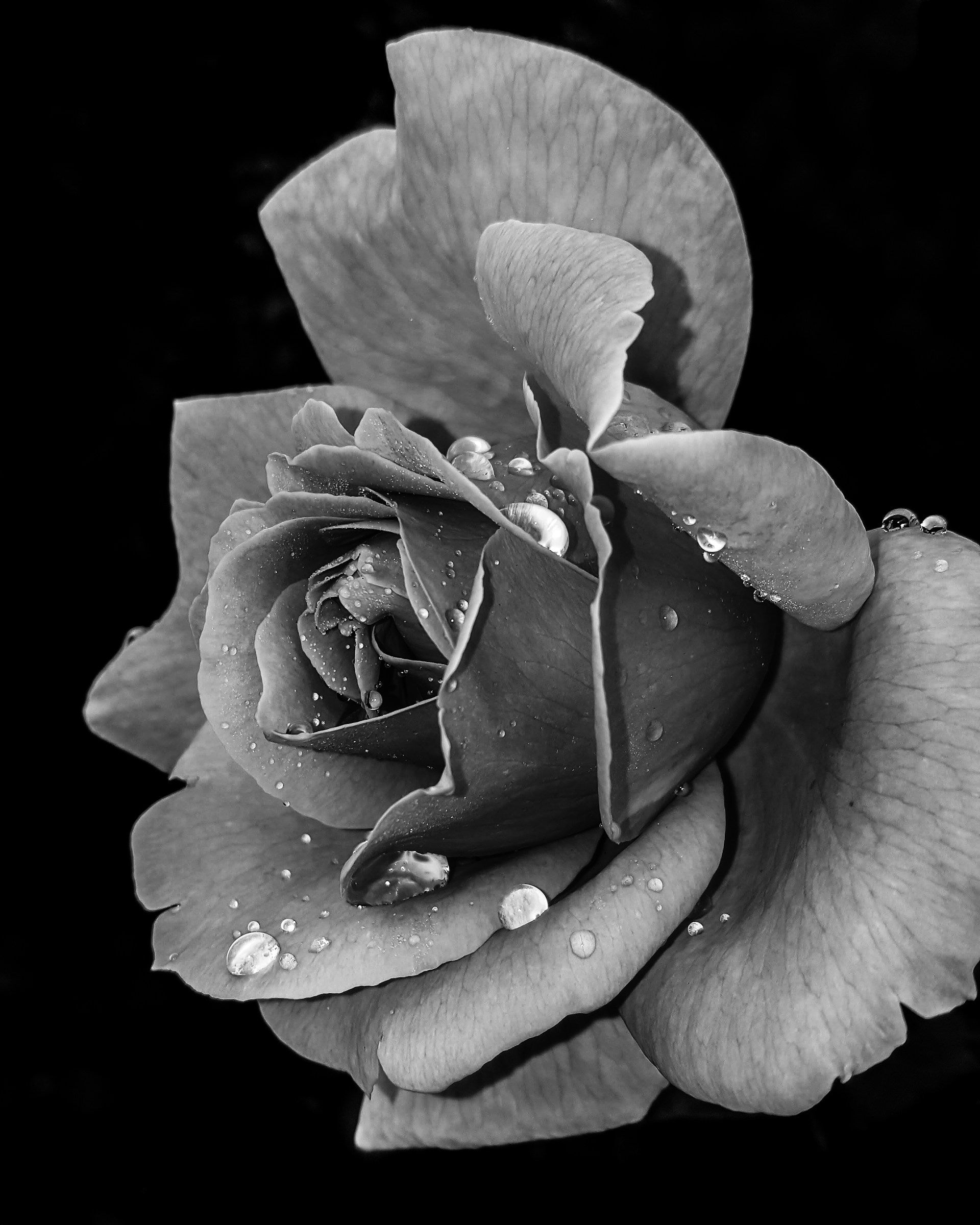 A black and white photograph of a rose with water droplets.