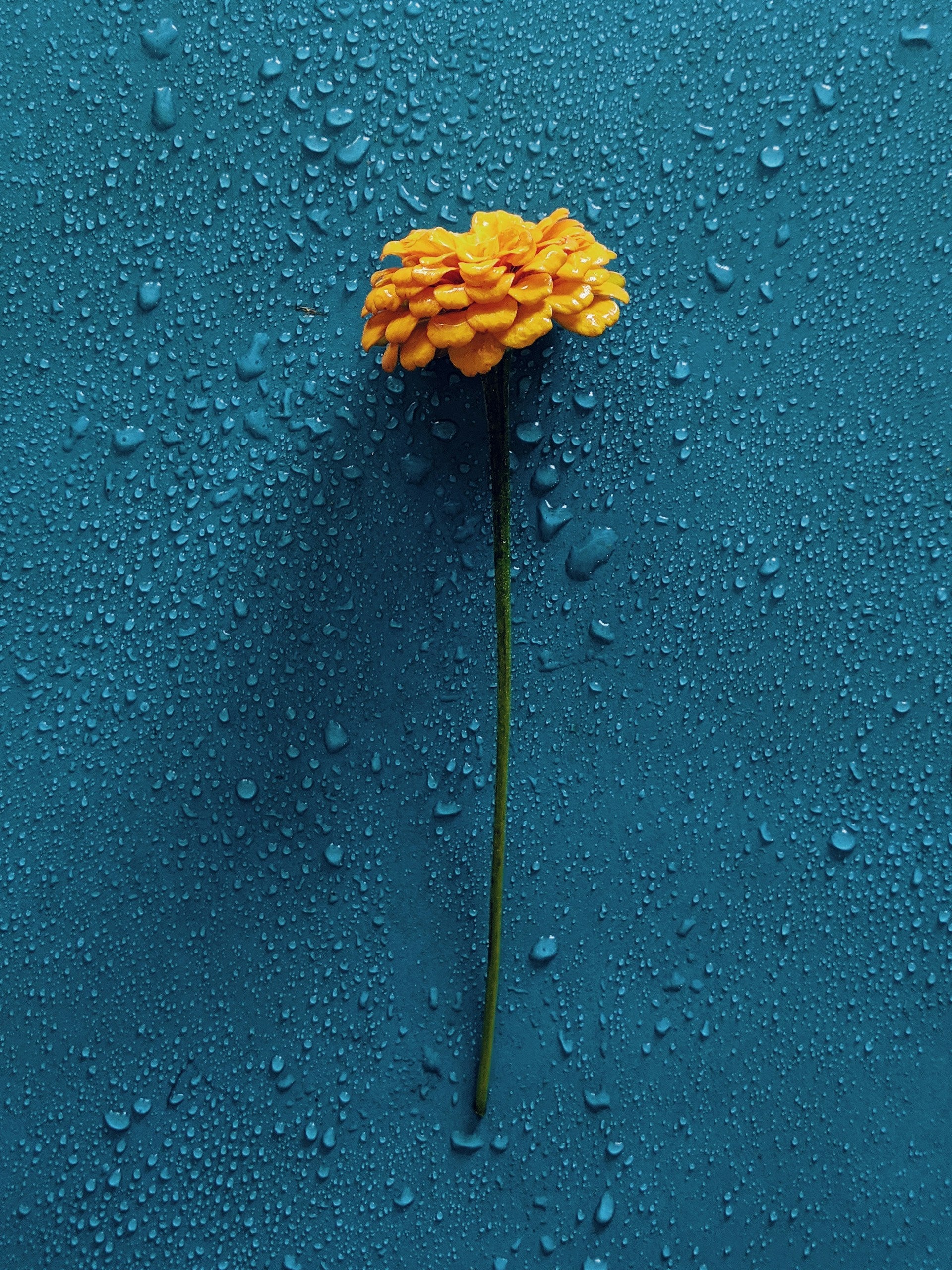 A yellow flower on a wet blue surface.
