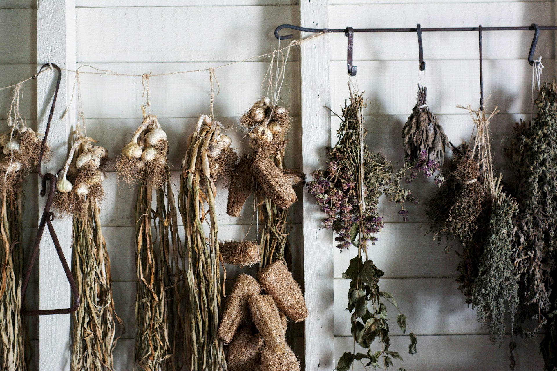 Dried plants hanging in front of a white wooden wall.